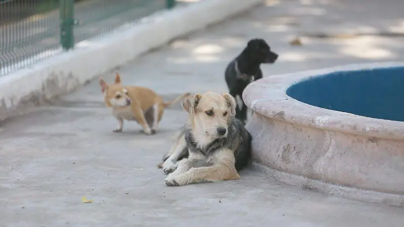 Perritos rescatados en el Centro de Atención Animal en la ciudad de Durango